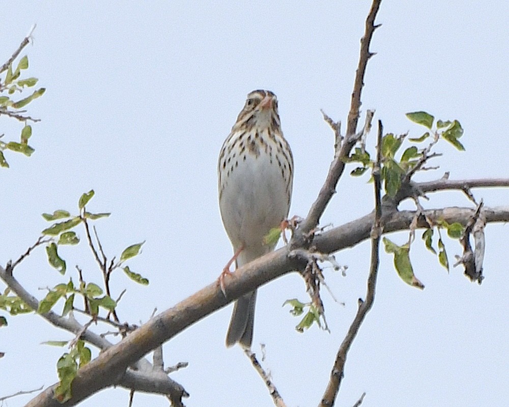 Savannah Sparrow - ML623049794