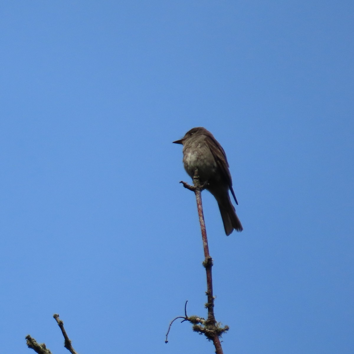 Western Wood-Pewee - ML623049798