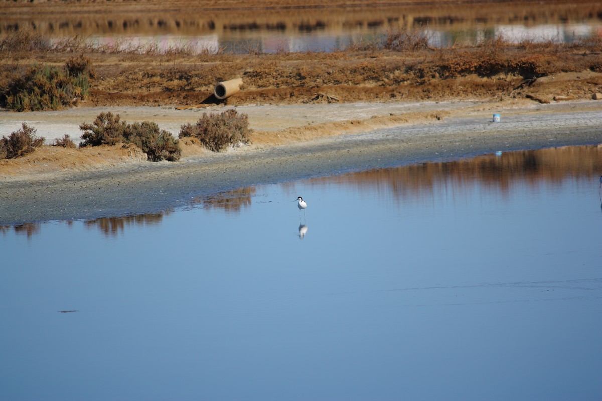 Pied Avocet - ML623049818