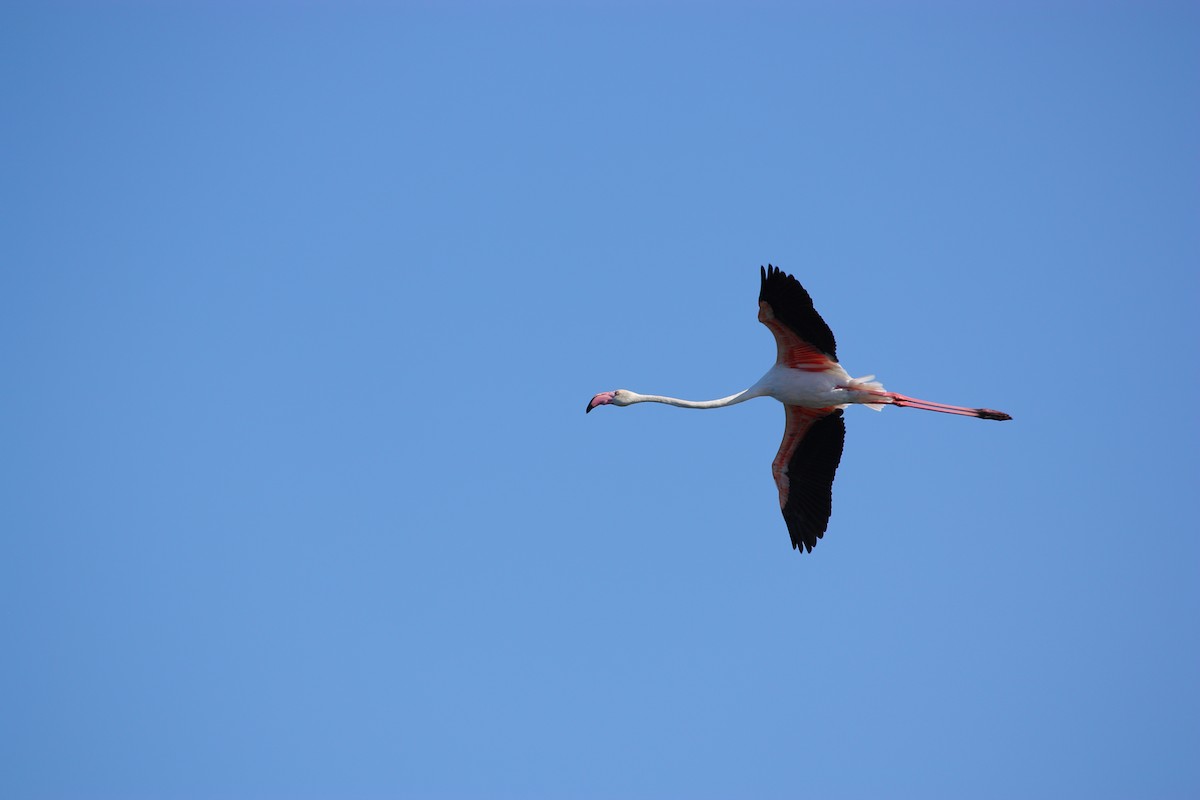 Greater Flamingo - ML623049835