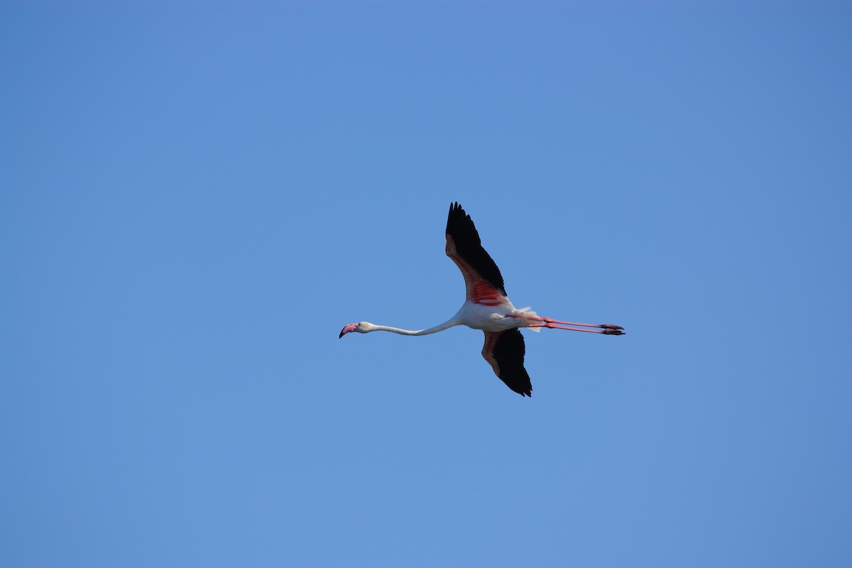 Greater Flamingo - ML623049838