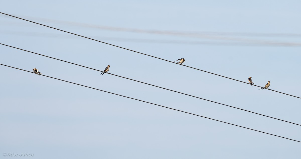 European Red-rumped Swallow - ML623049866