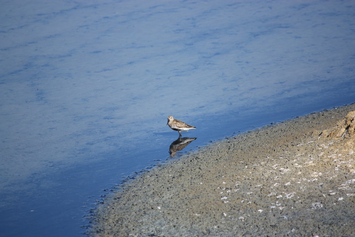 Dunlin - ML623049869