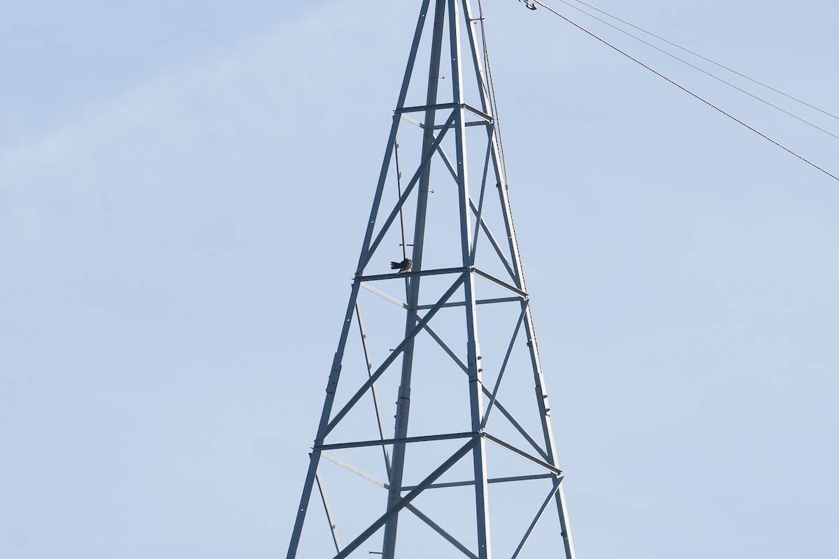 Шууман шонхор - ML623049874