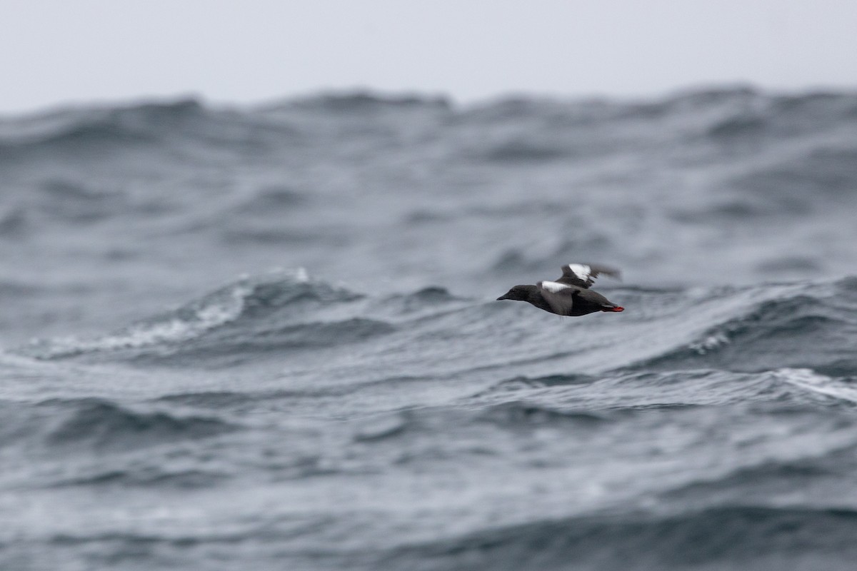 Black Guillemot - ML623049897