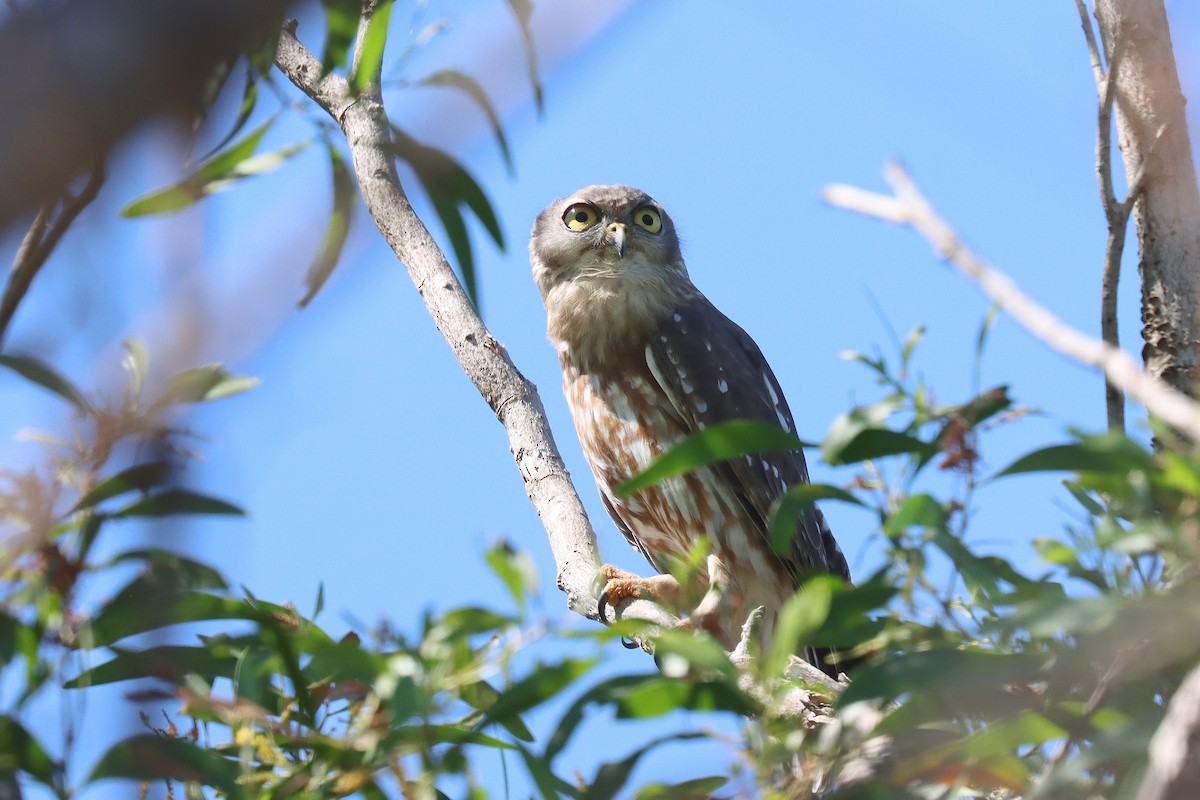 Barking Owl - ML623049910