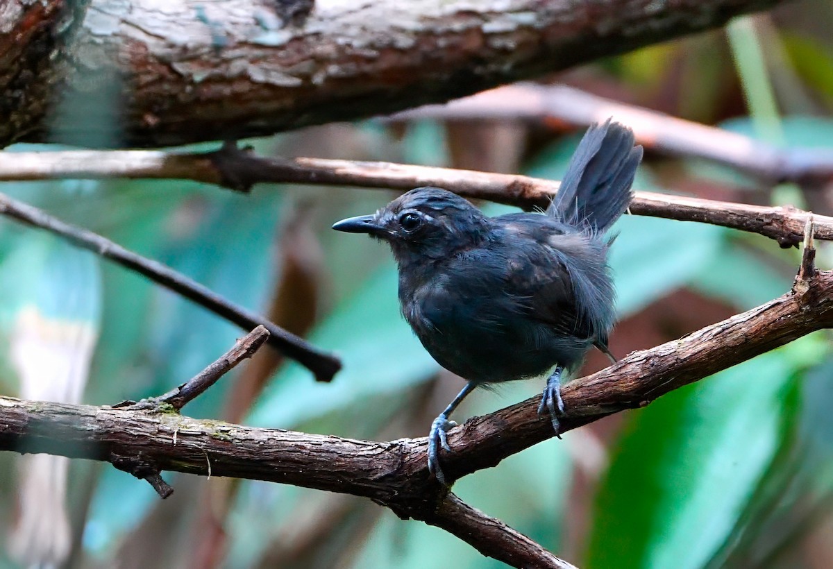 White-browed Antbird - ML623049917