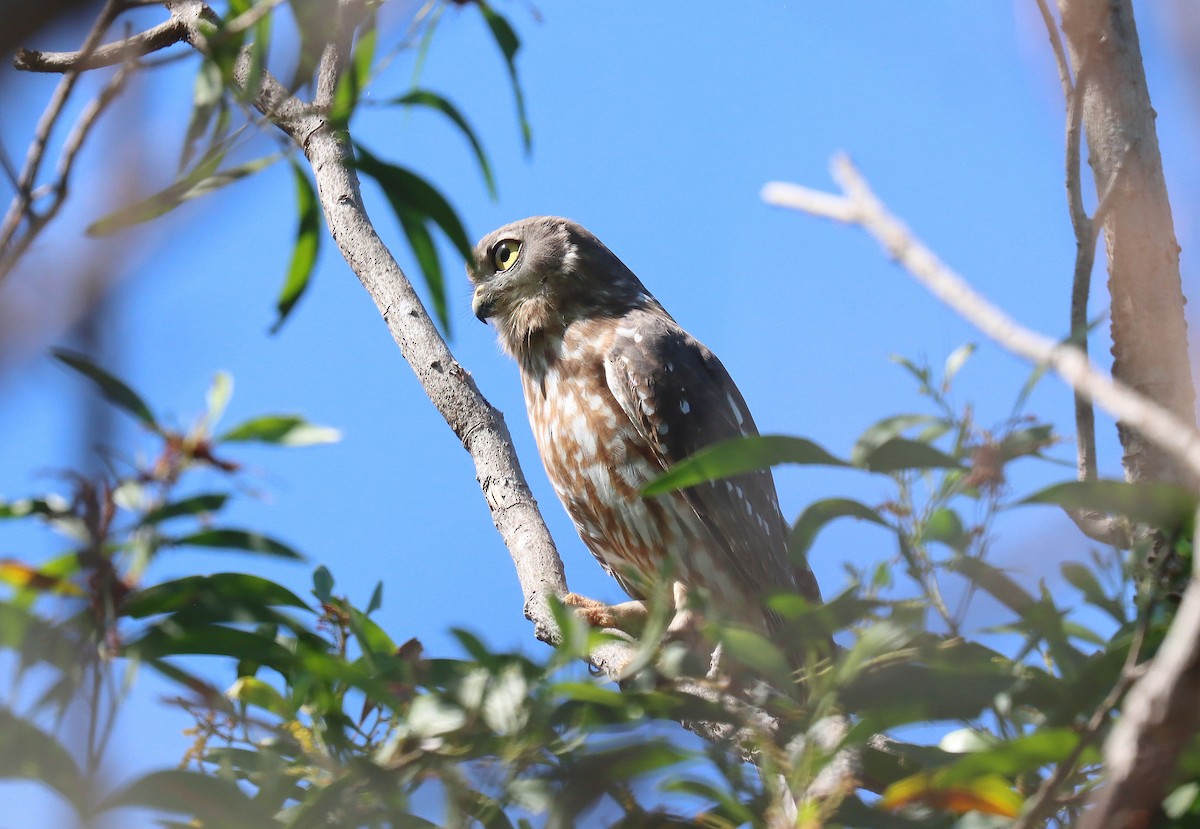 Barking Owl - ML623049932