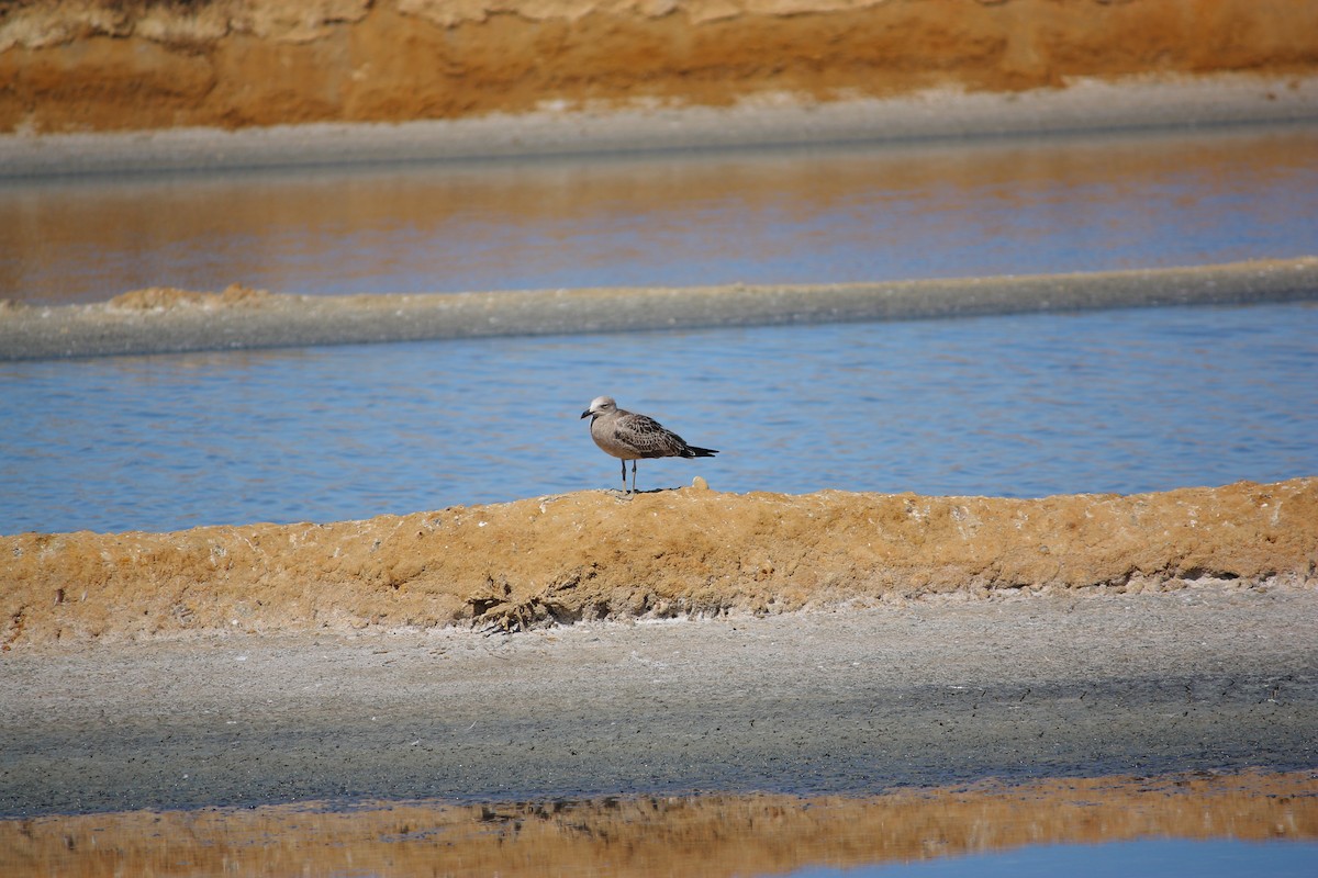 Audouin's Gull - ML623049940