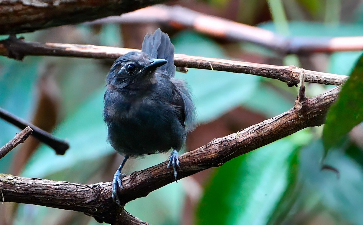 White-browed Antbird - ML623049988