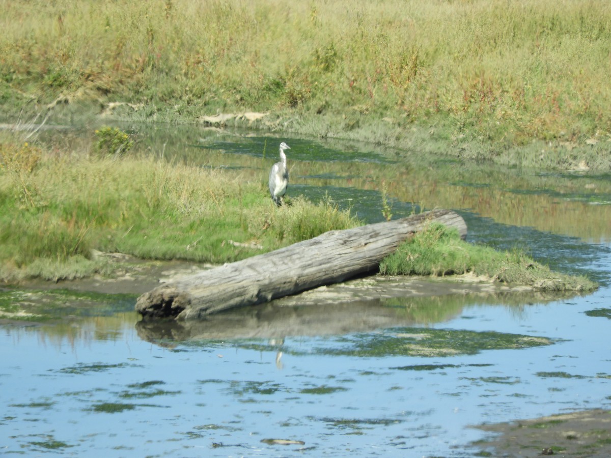 Great Blue Heron - ML623050000