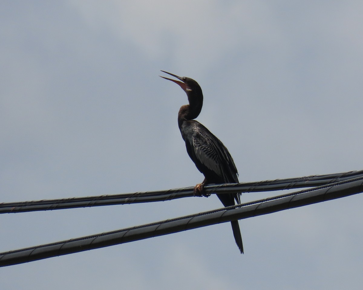 Anhinga - Laurie Witkin