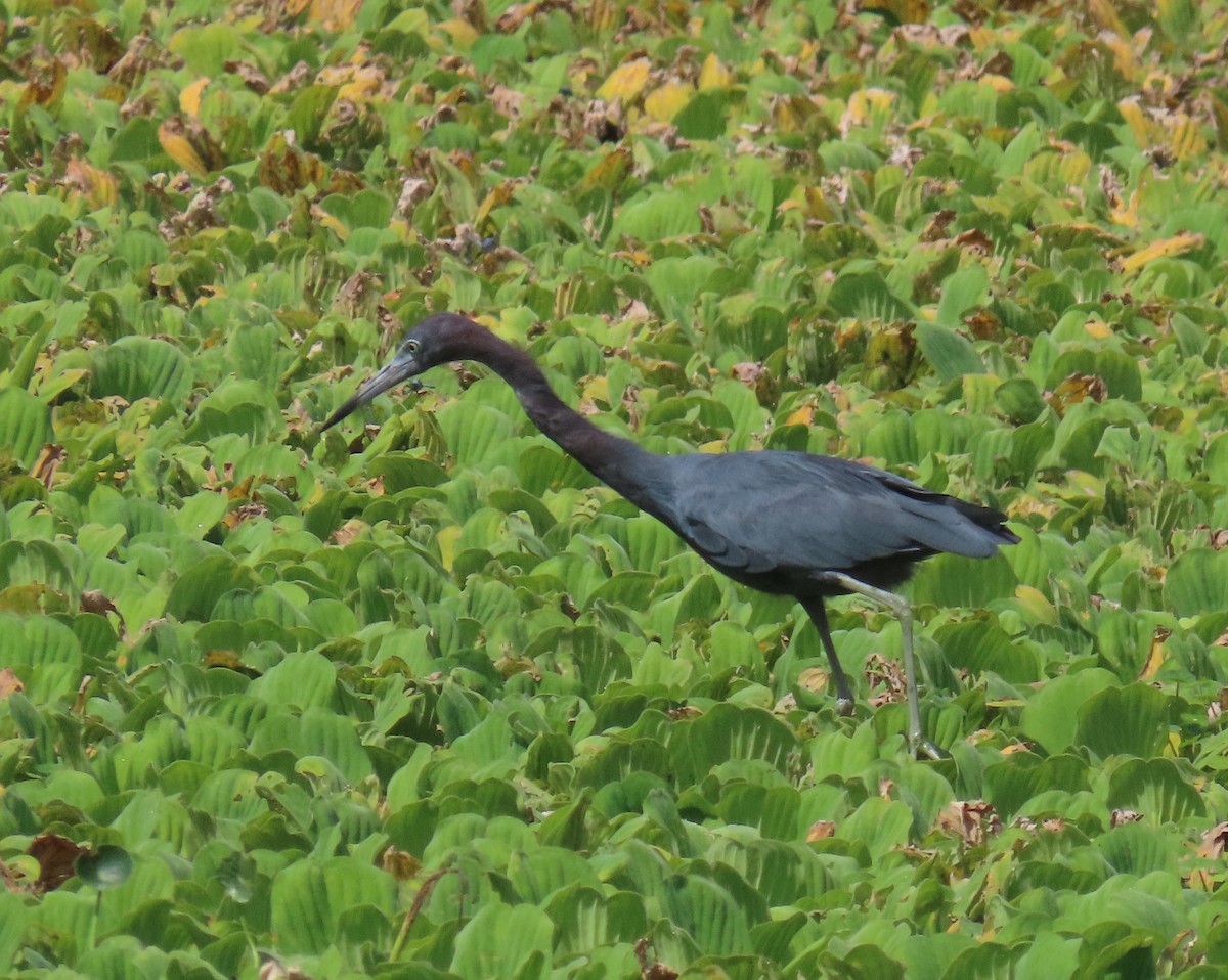 Little Blue Heron - ML623050055