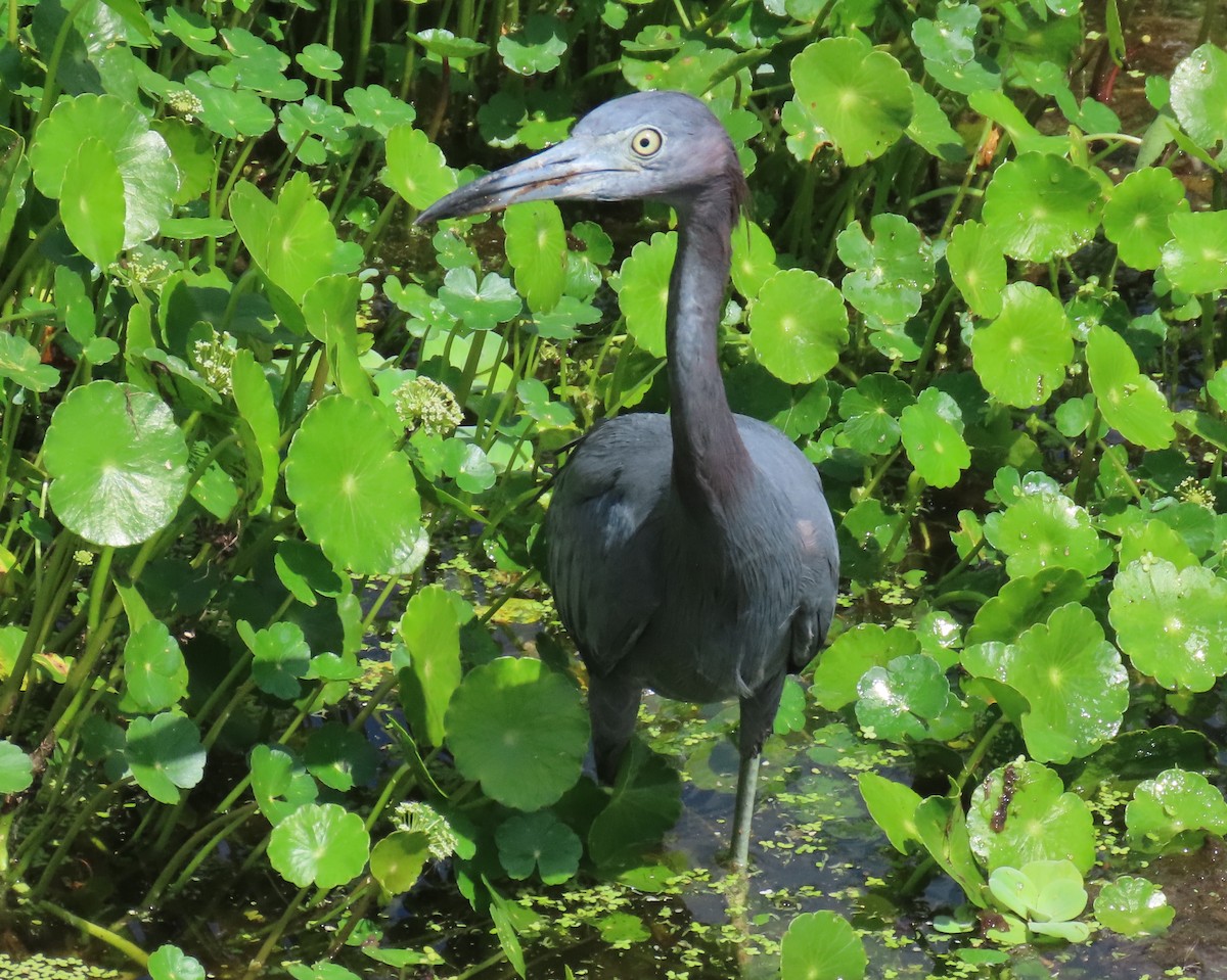 Little Blue Heron - ML623050056