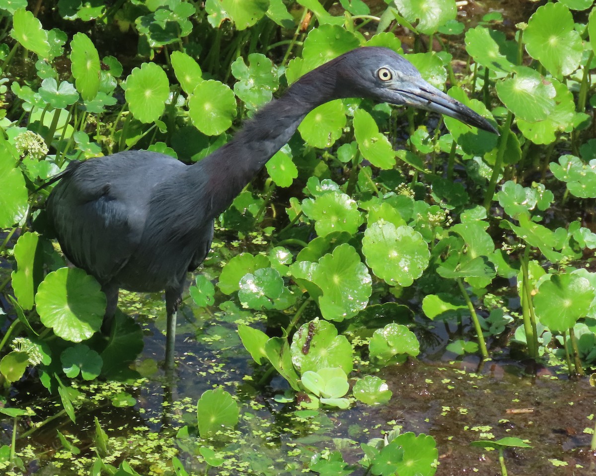 Little Blue Heron - ML623050057