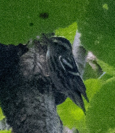 Black-and-white Warbler - ML623050060