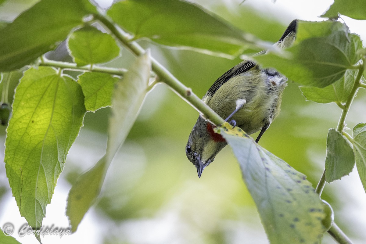 Olive-crowned Flowerpecker - ML623050061