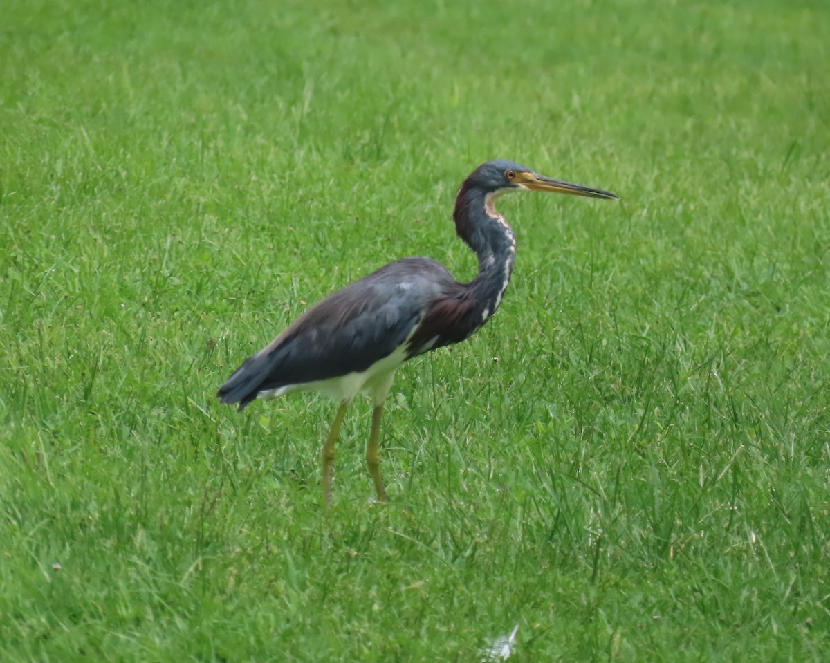 Tricolored Heron - ML623050062