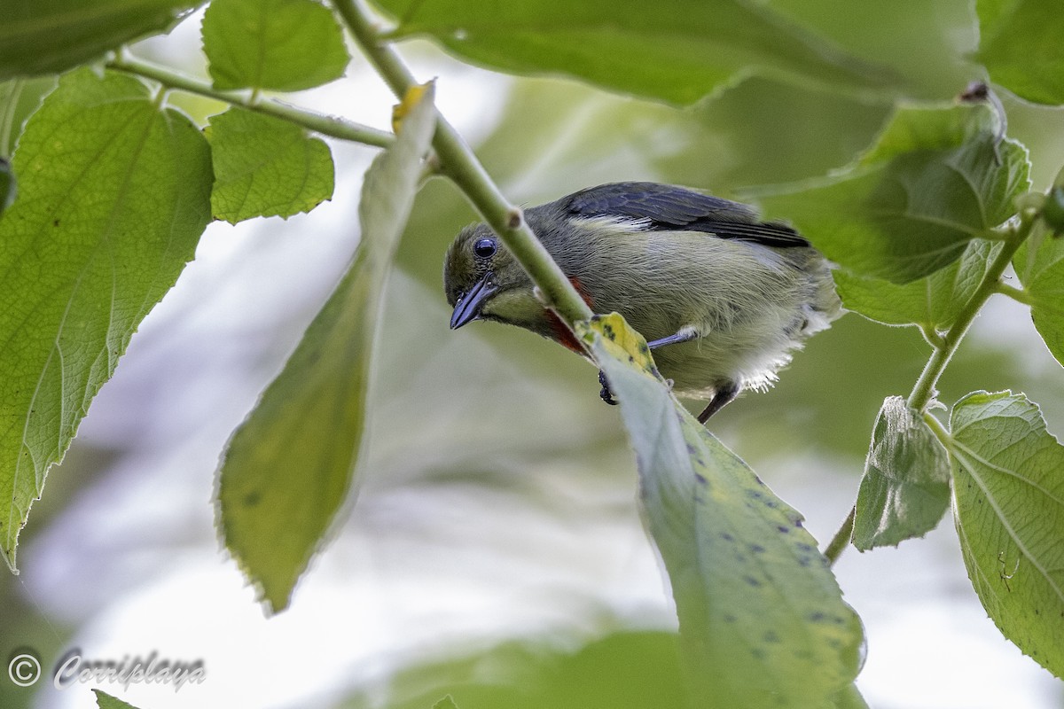 Olive-crowned Flowerpecker - ML623050064