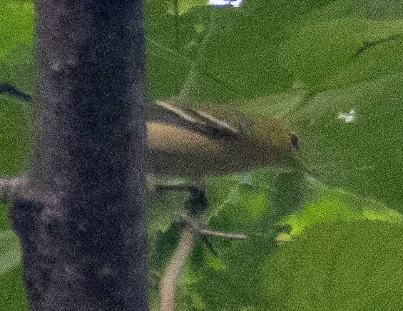 Bay-breasted Warbler - ML623050067