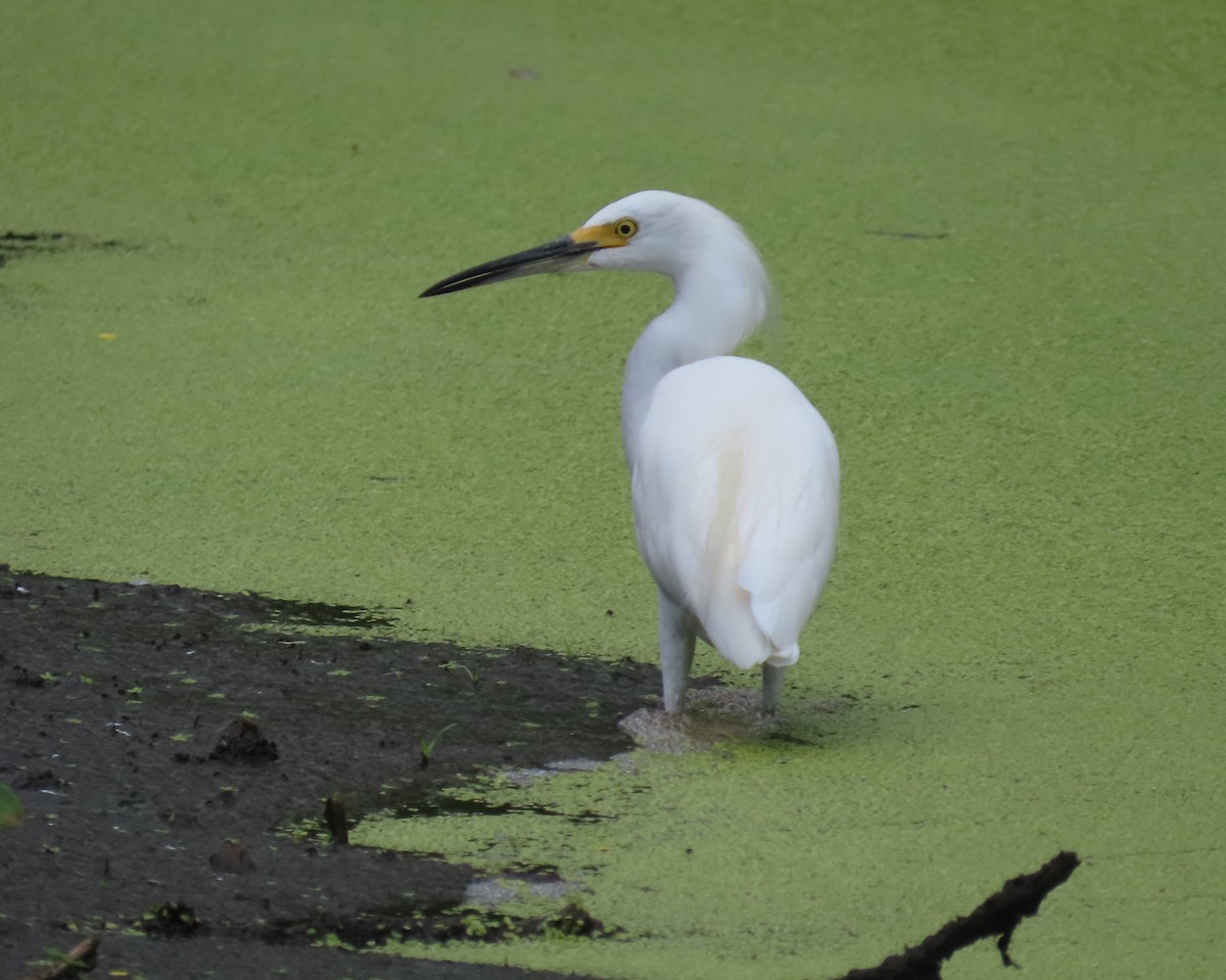 Snowy Egret - ML623050072