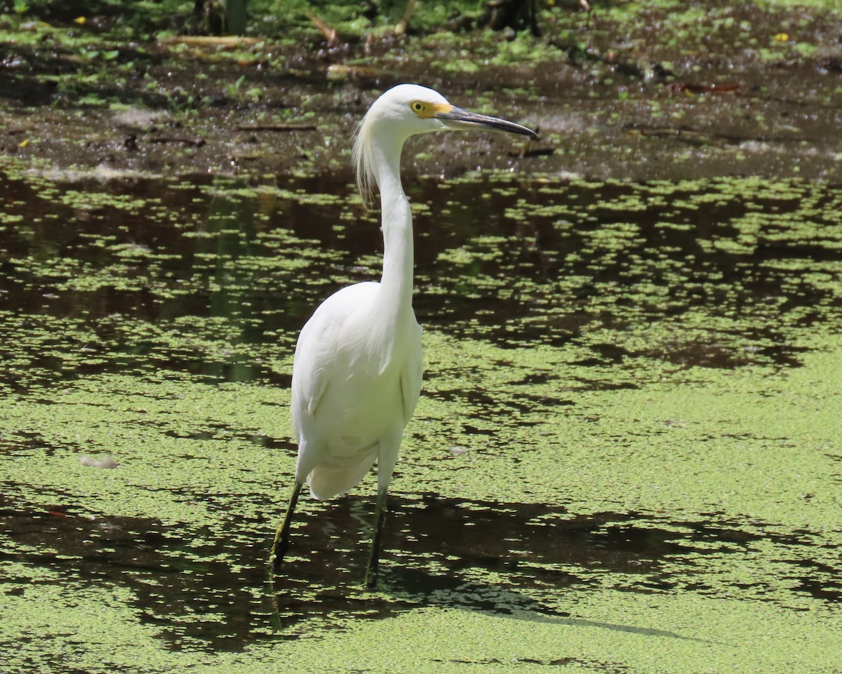 Snowy Egret - ML623050073