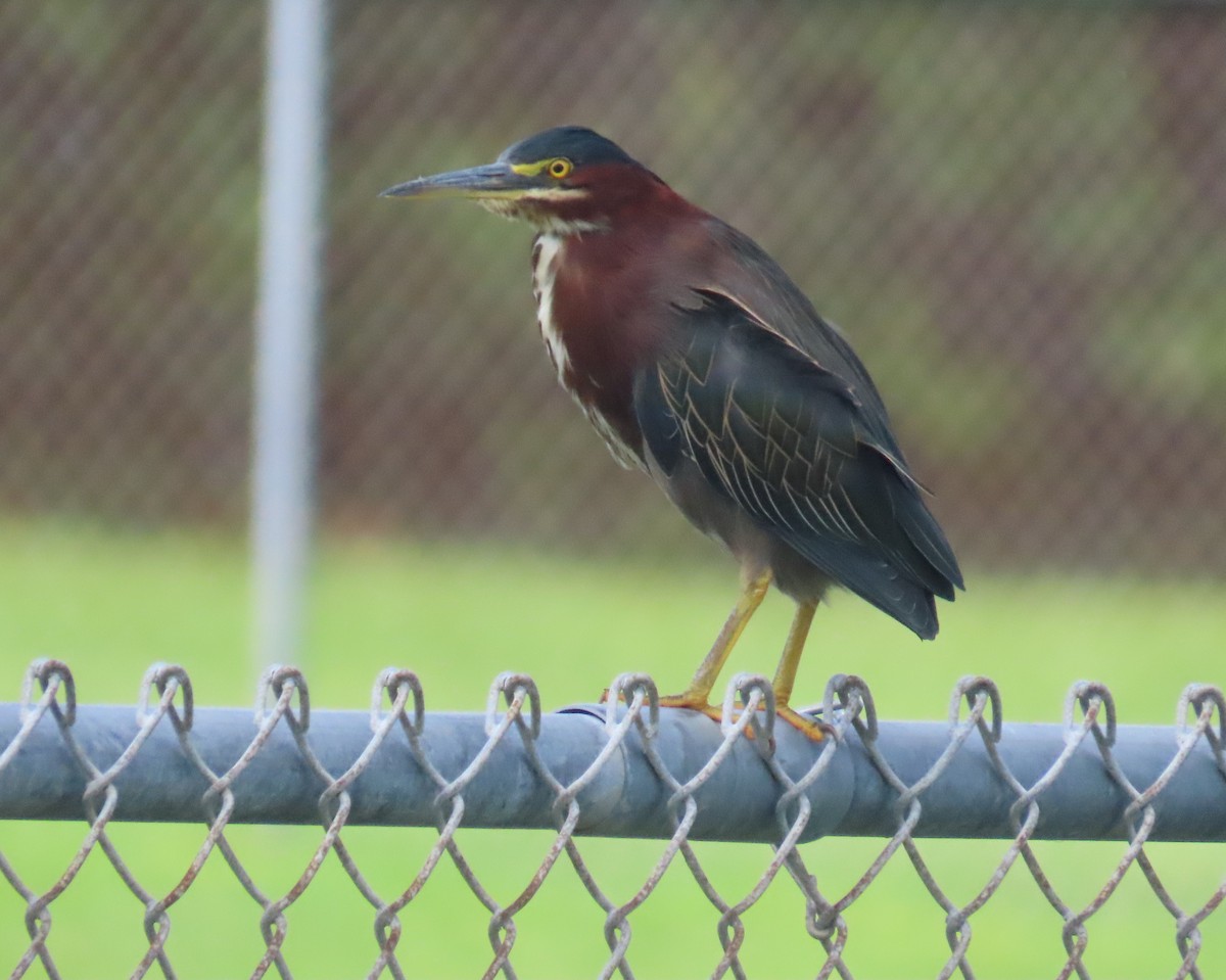 Green Heron - ML623050110