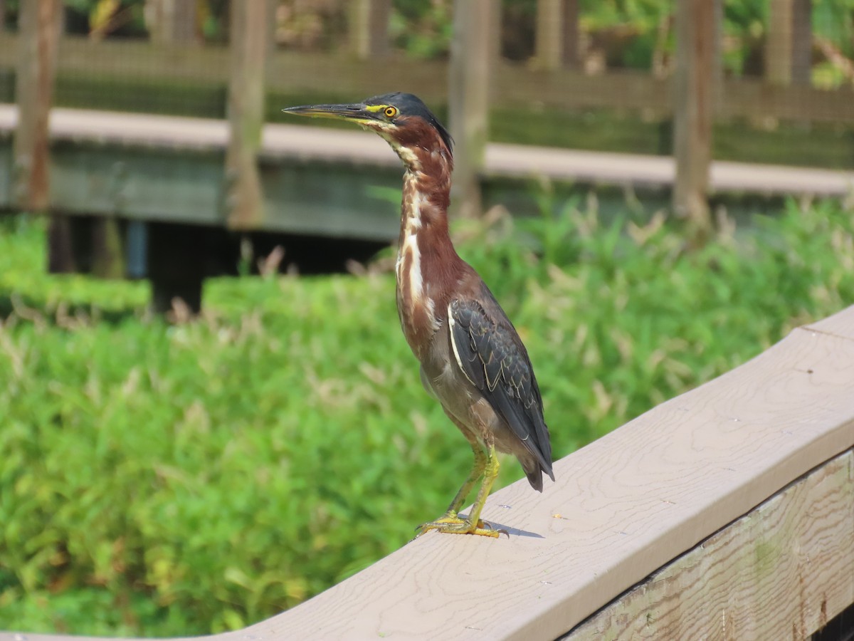 Green Heron - ML623050111