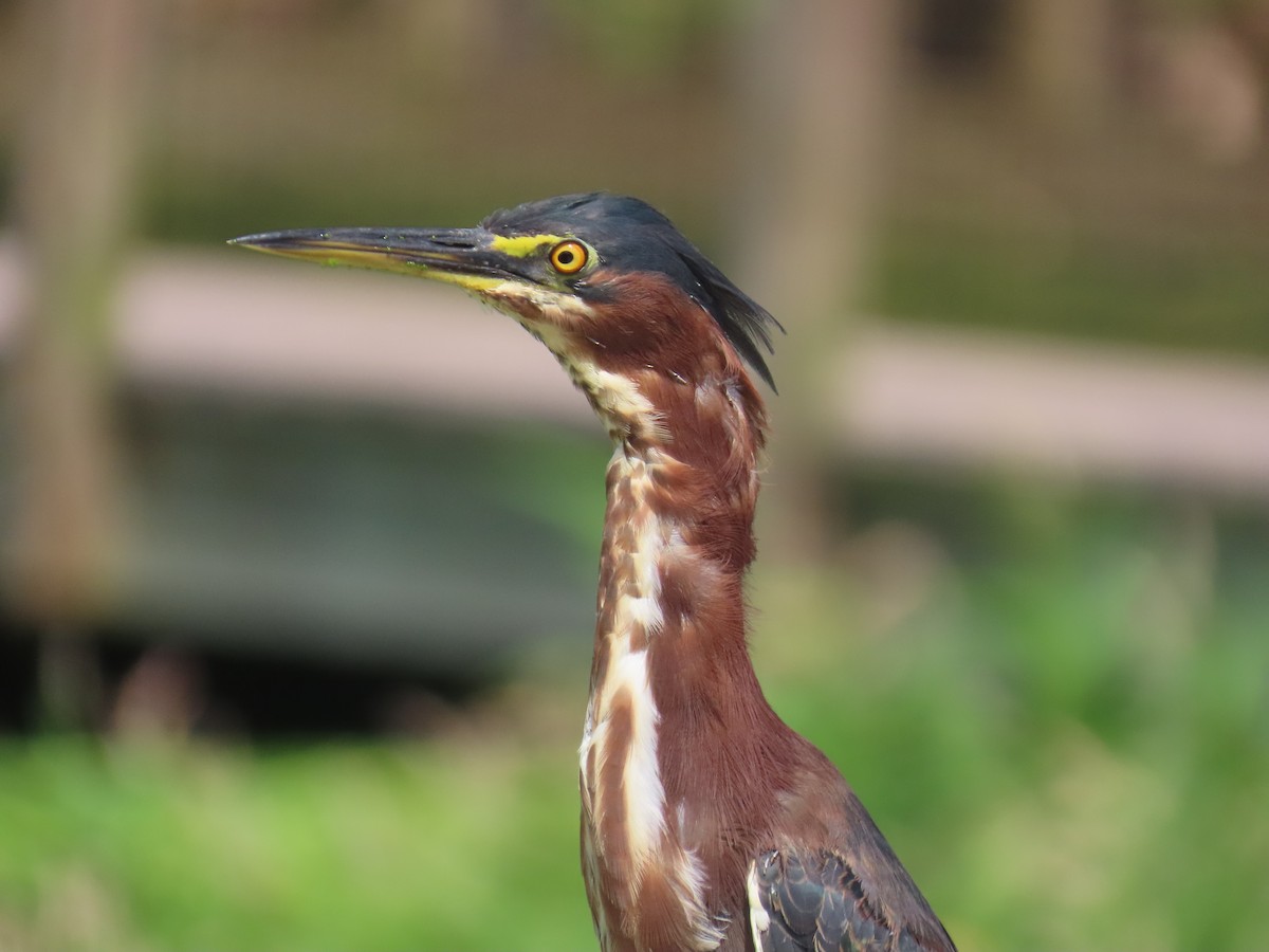 Green Heron - ML623050112