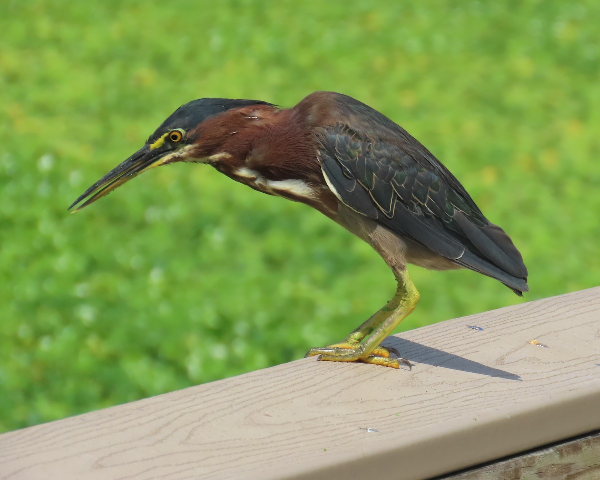 Green Heron - ML623050113