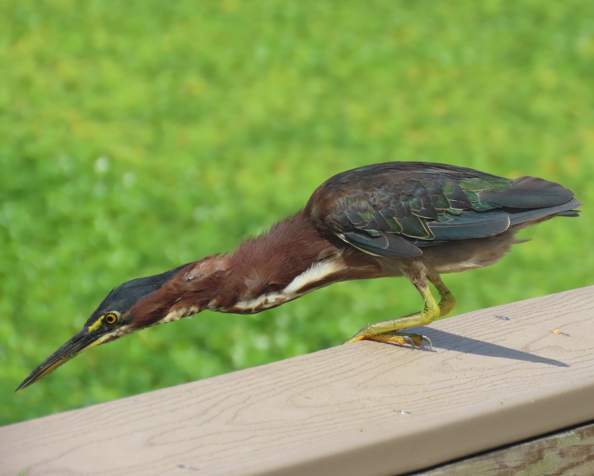 Green Heron - ML623050114