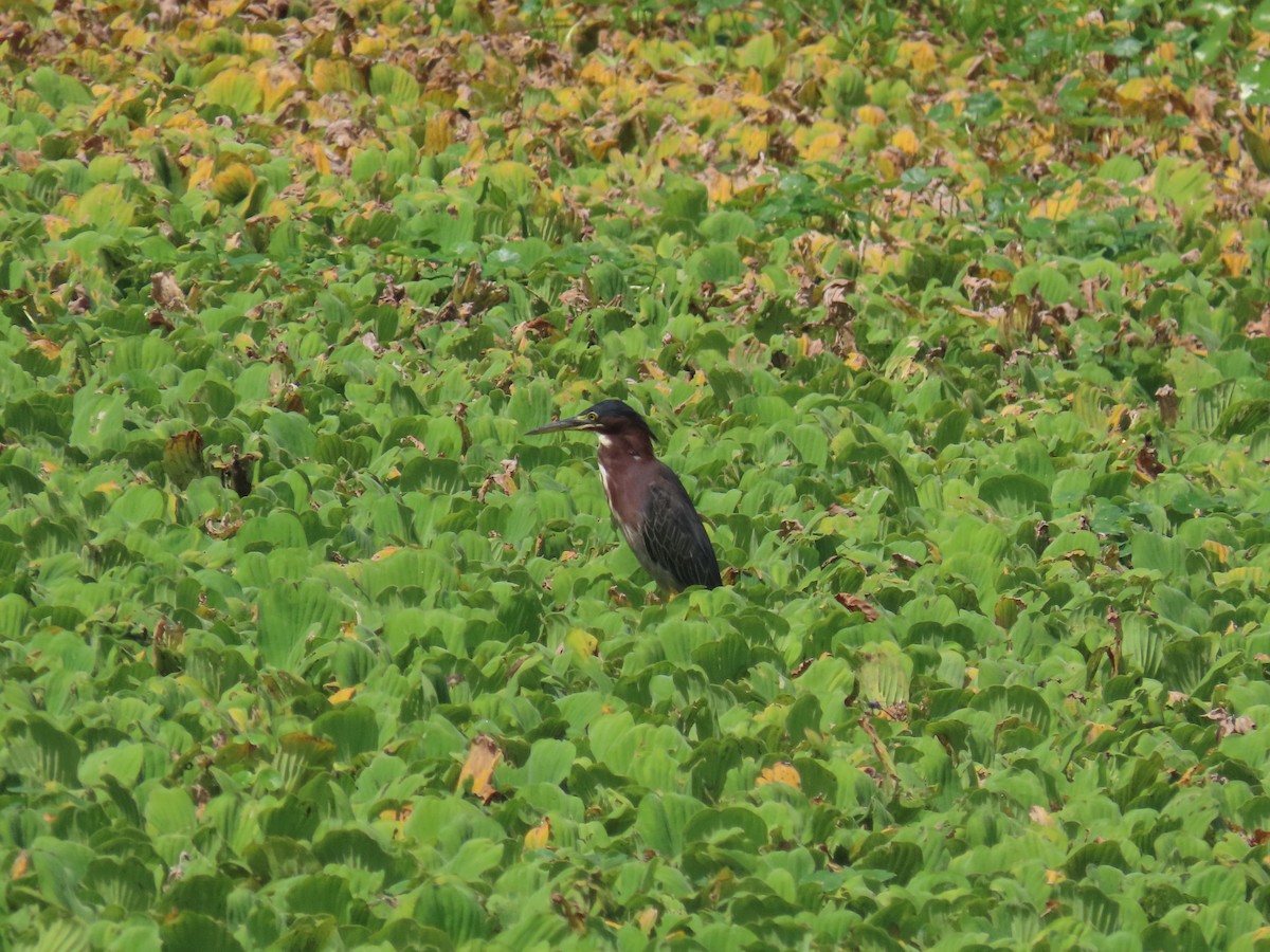 Green Heron - ML623050115