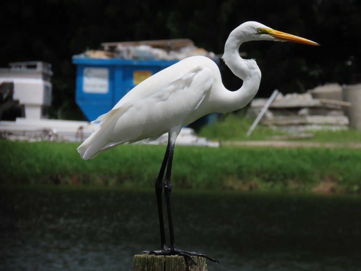 Great Egret - ML623050146