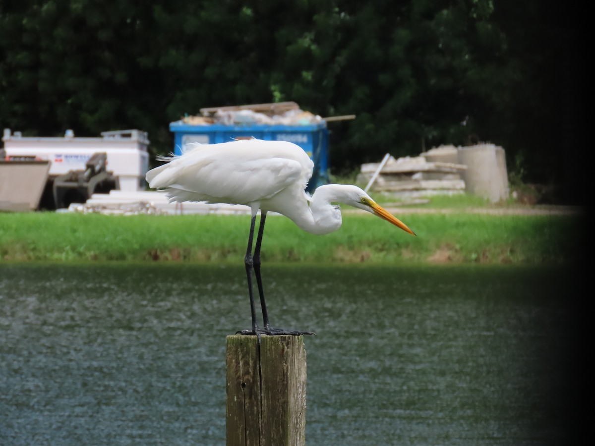 Great Egret - ML623050147