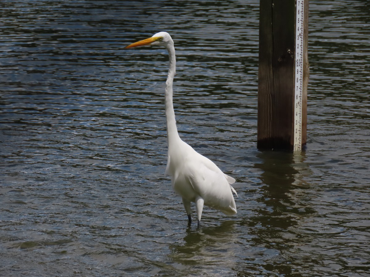 Great Egret - Laurie Witkin