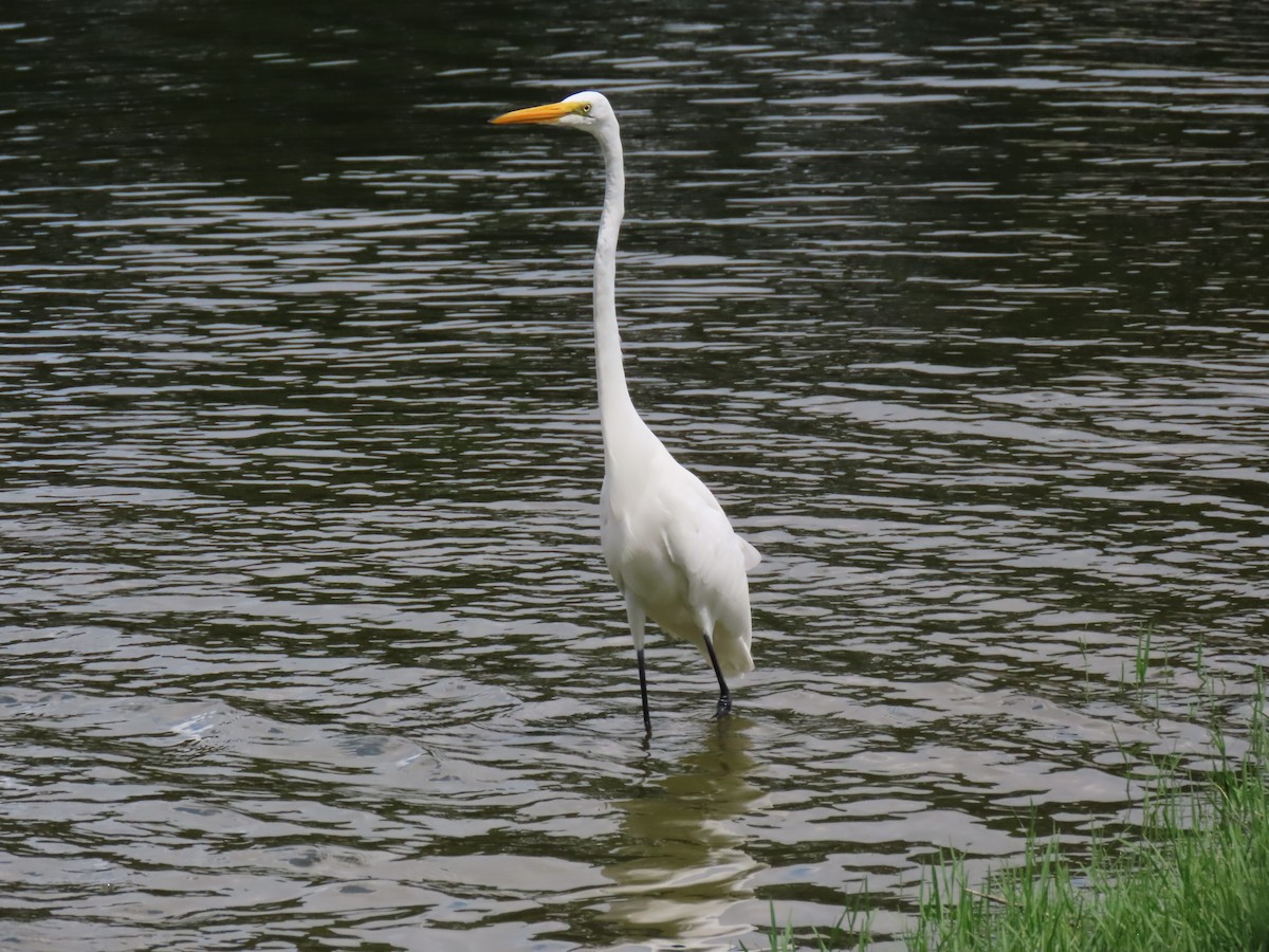 Great Egret - Laurie Witkin