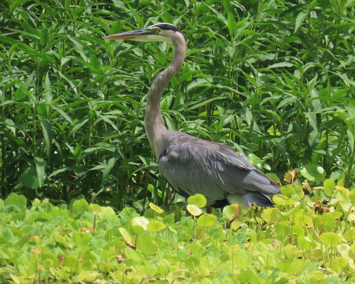 Great Blue Heron - Laurie Witkin