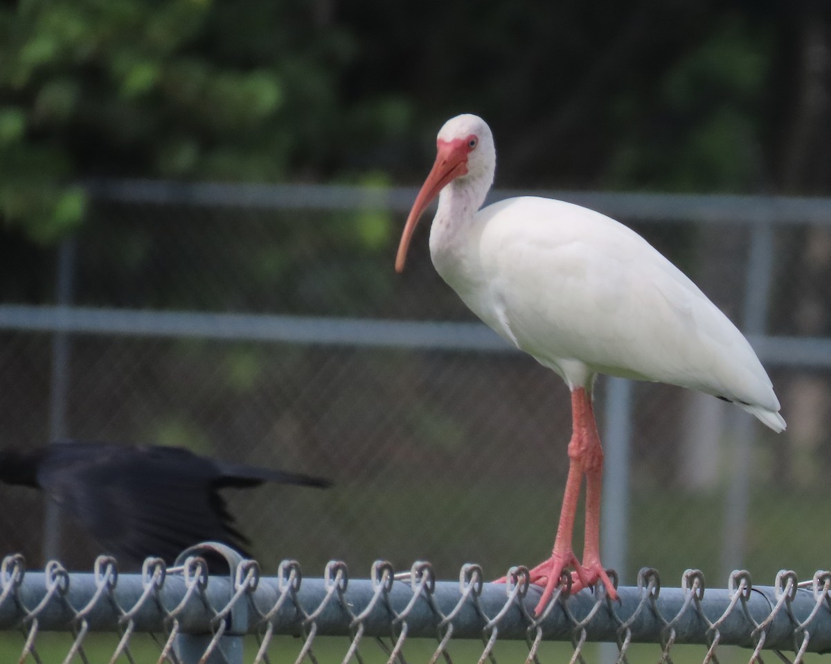 White Ibis - ML623050158