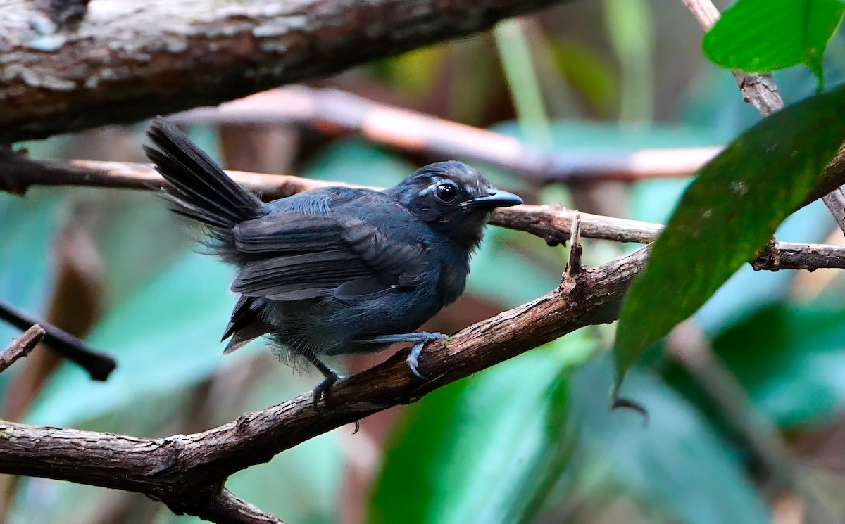 White-browed Antbird - ML623050159