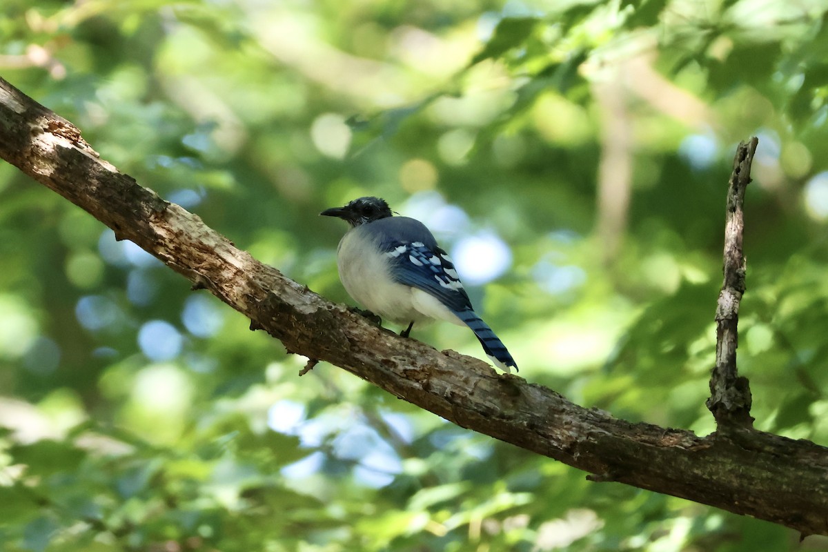 Blue Jay - ML623050163