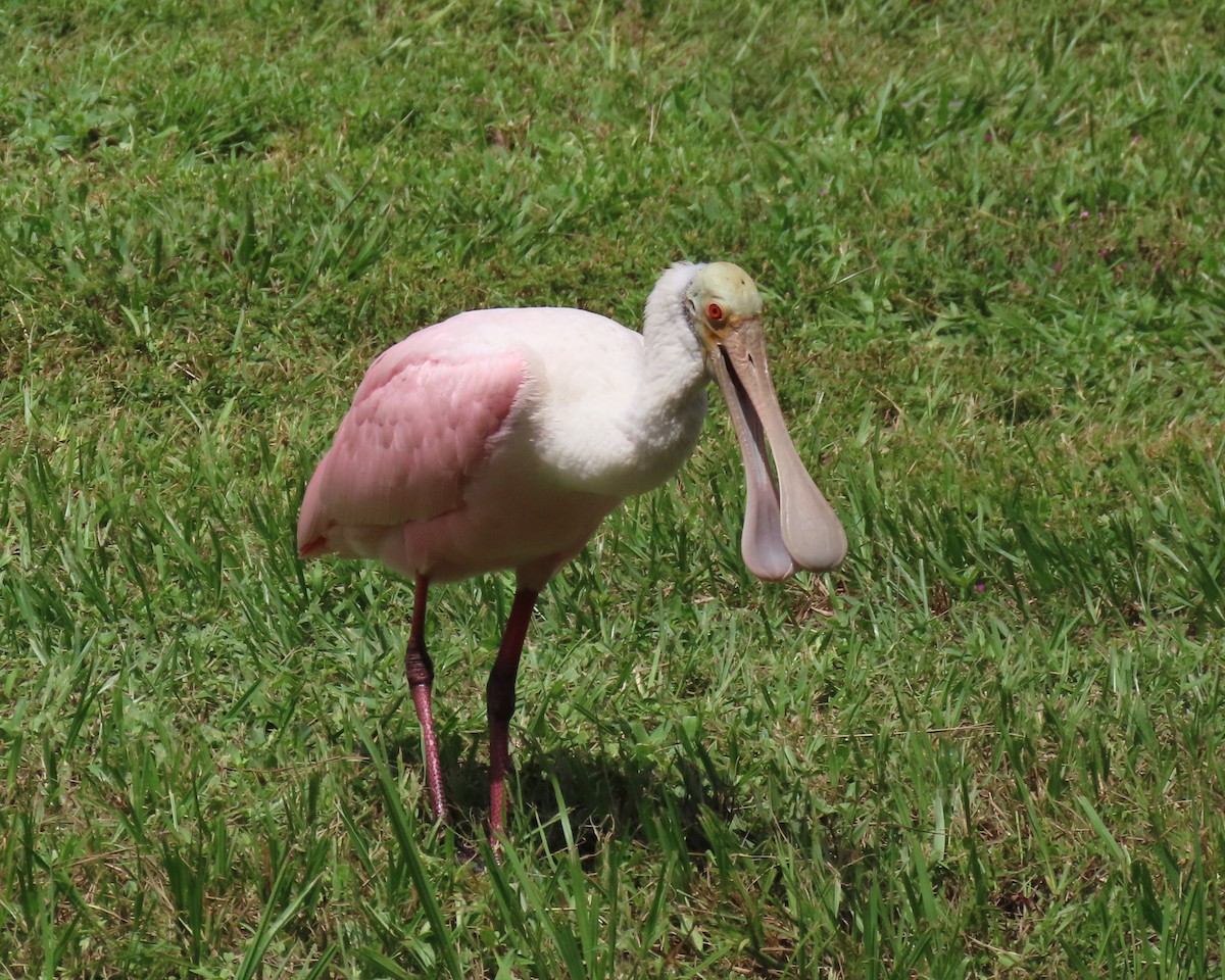 Roseate Spoonbill - ML623050166