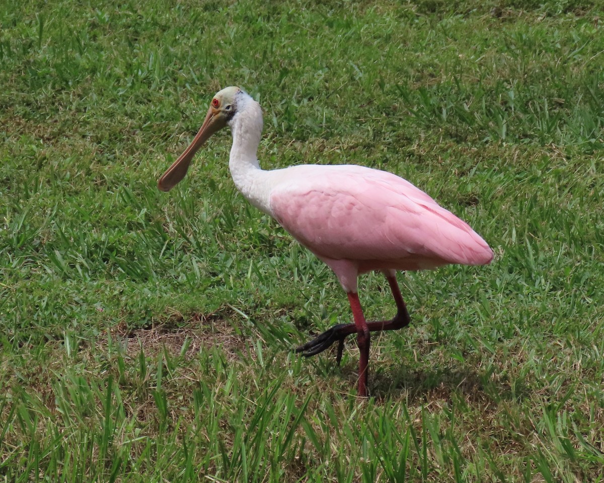 Roseate Spoonbill - ML623050167