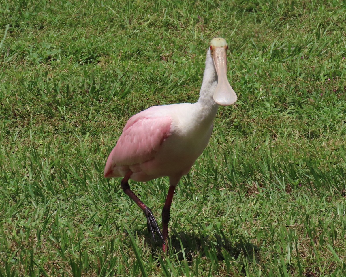 Roseate Spoonbill - Laurie Witkin