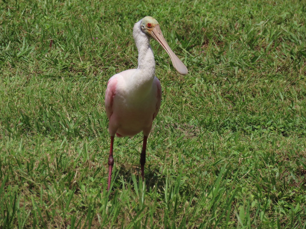 Roseate Spoonbill - ML623050169