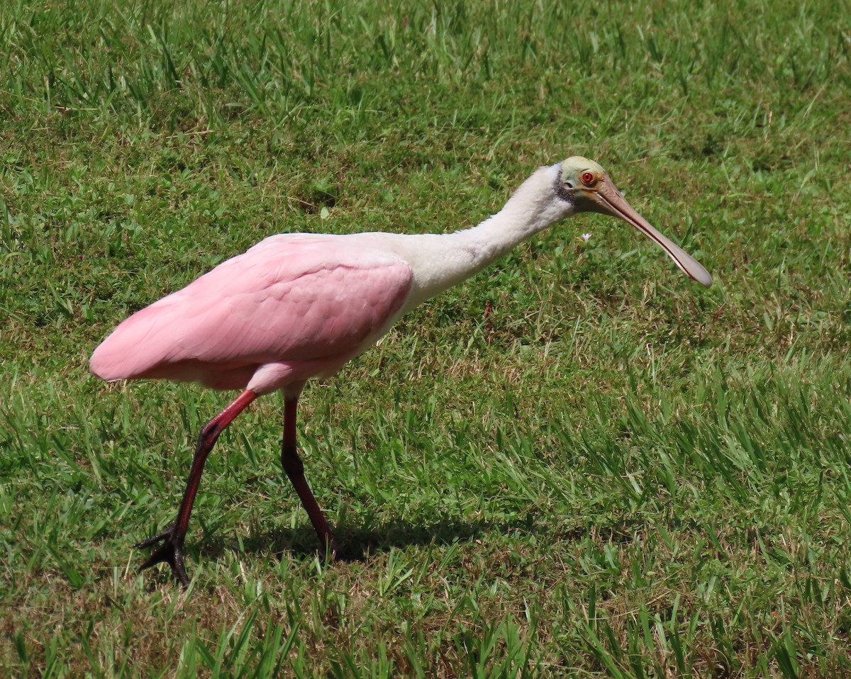 Roseate Spoonbill - ML623050170