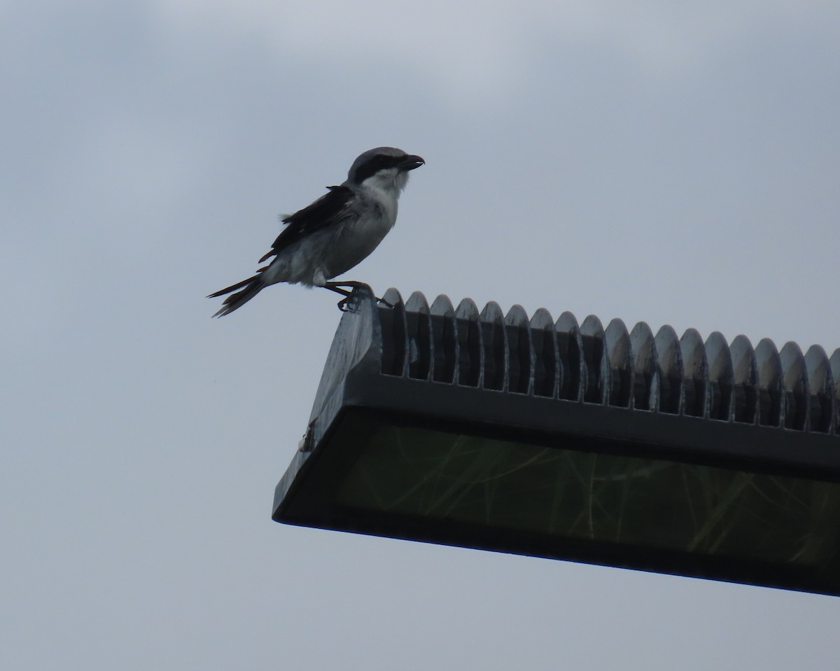 Loggerhead Shrike - ML623050178