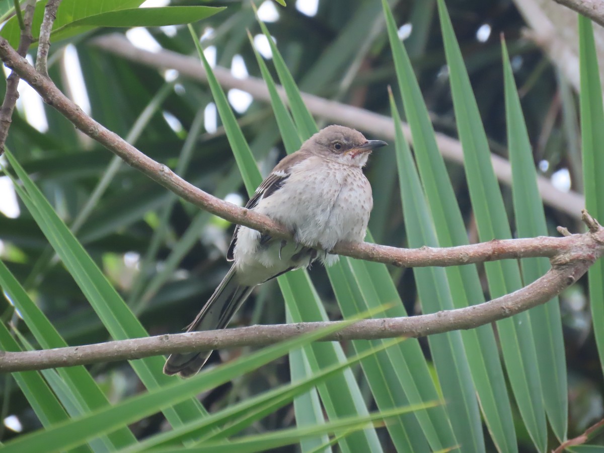 Northern Mockingbird - ML623050188