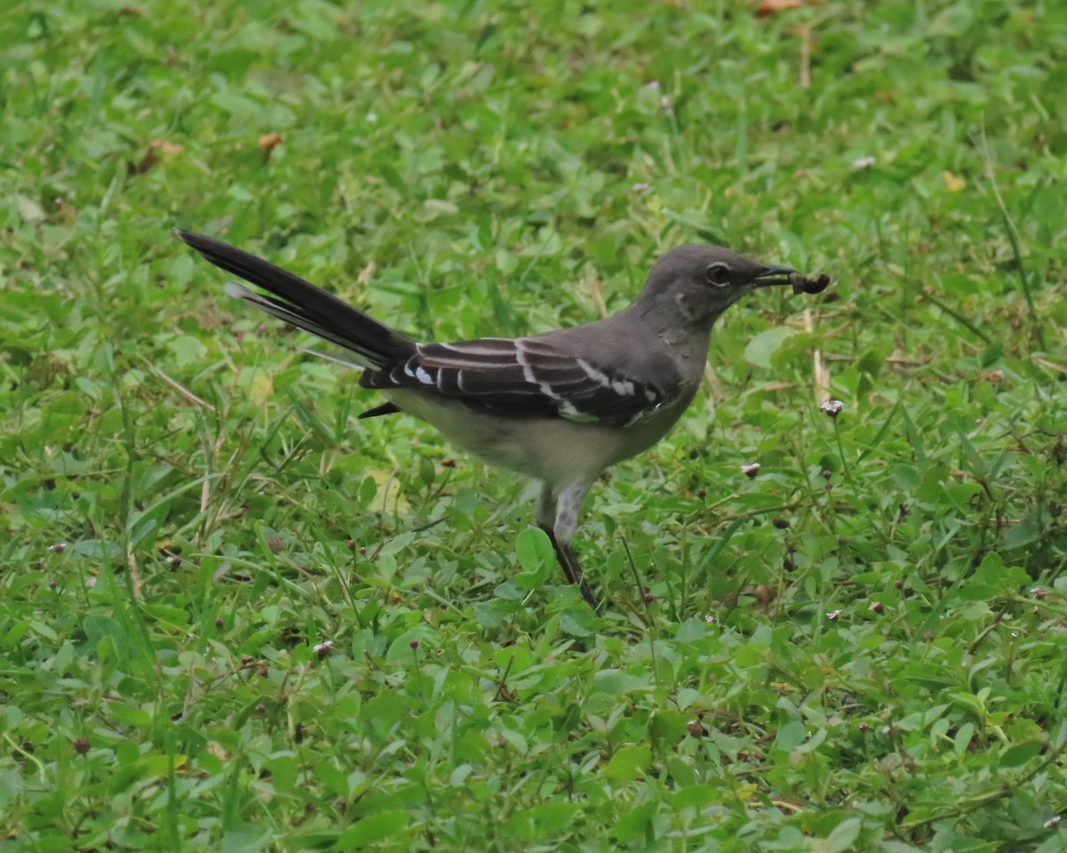 Northern Mockingbird - ML623050189