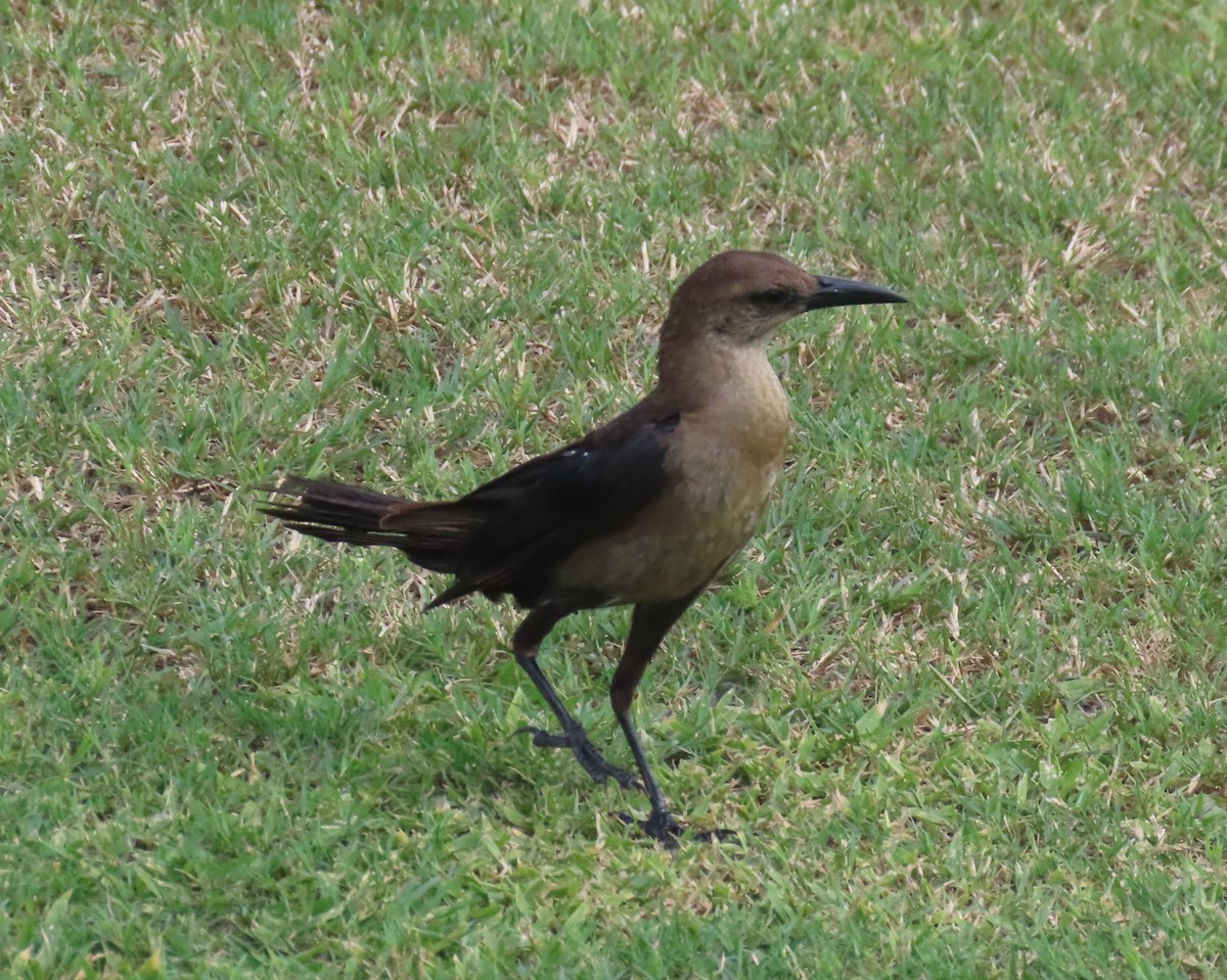 Boat-tailed Grackle - ML623050195