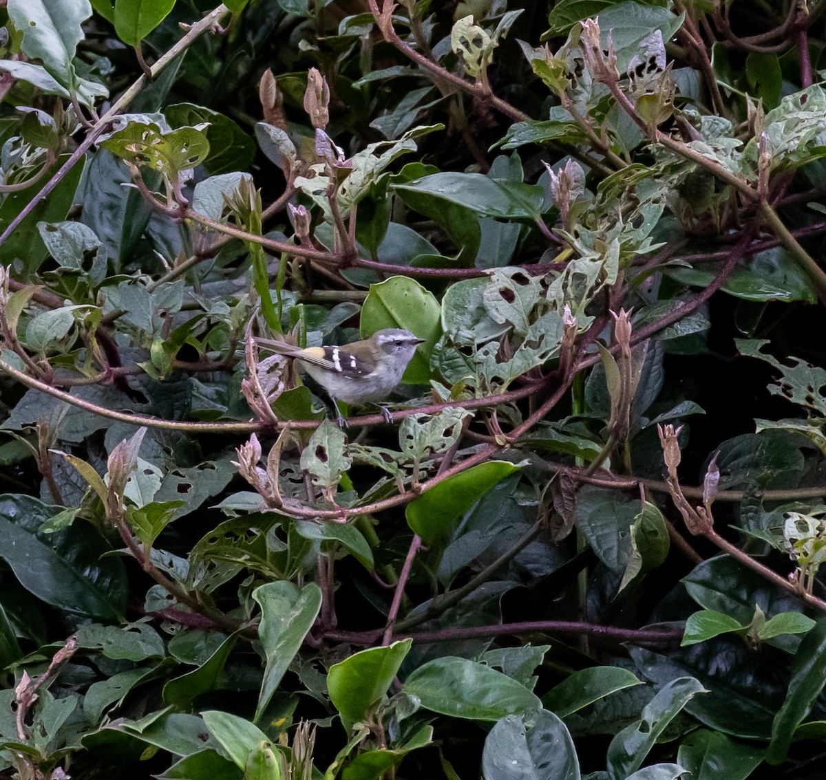 White-banded Tyrannulet - ML623050204